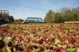 roof lantern installed on a flat roof with lots of green and brown leaves